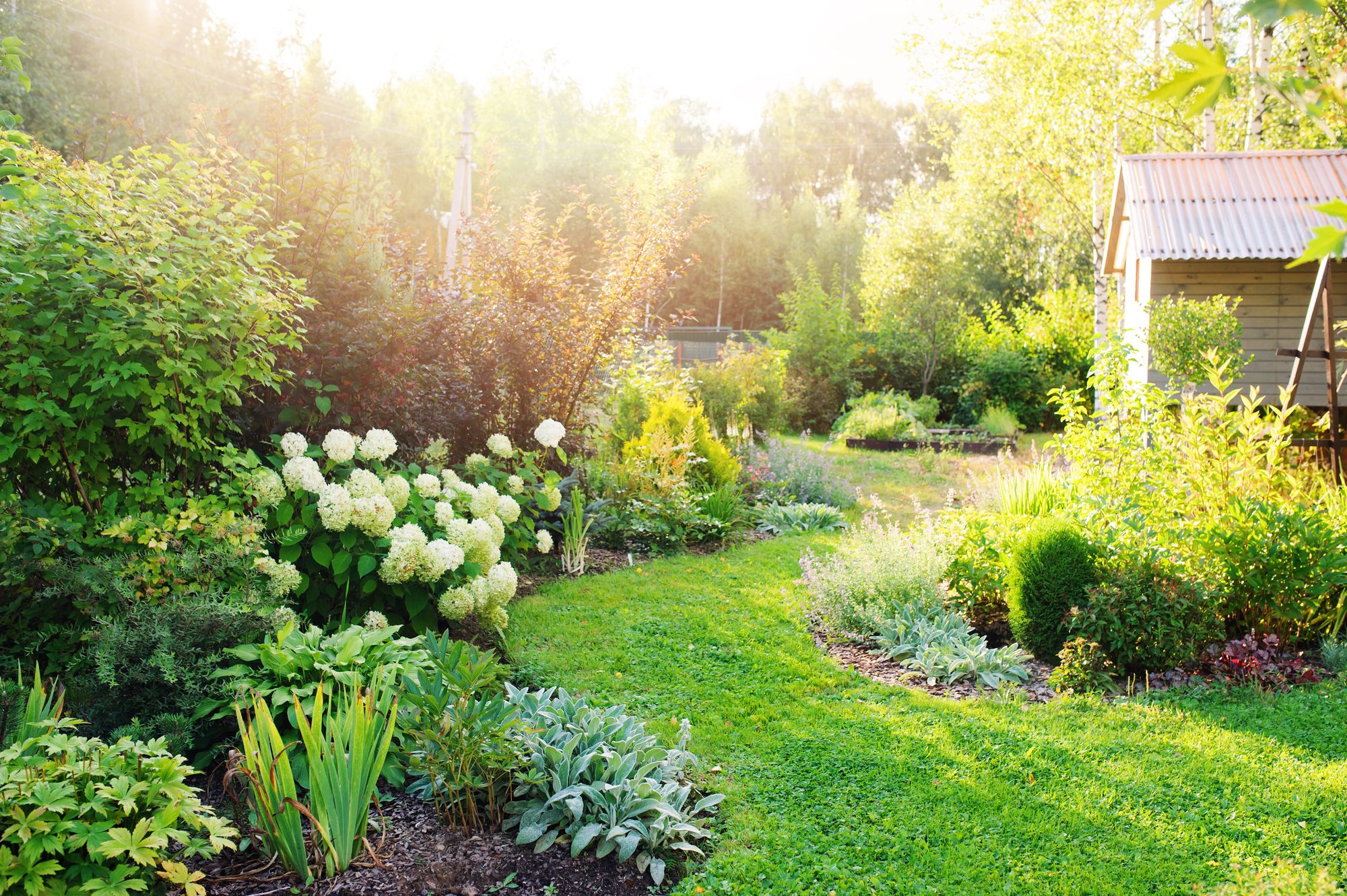Ready for heat and drought: 10 tips for a climate-resilient garden