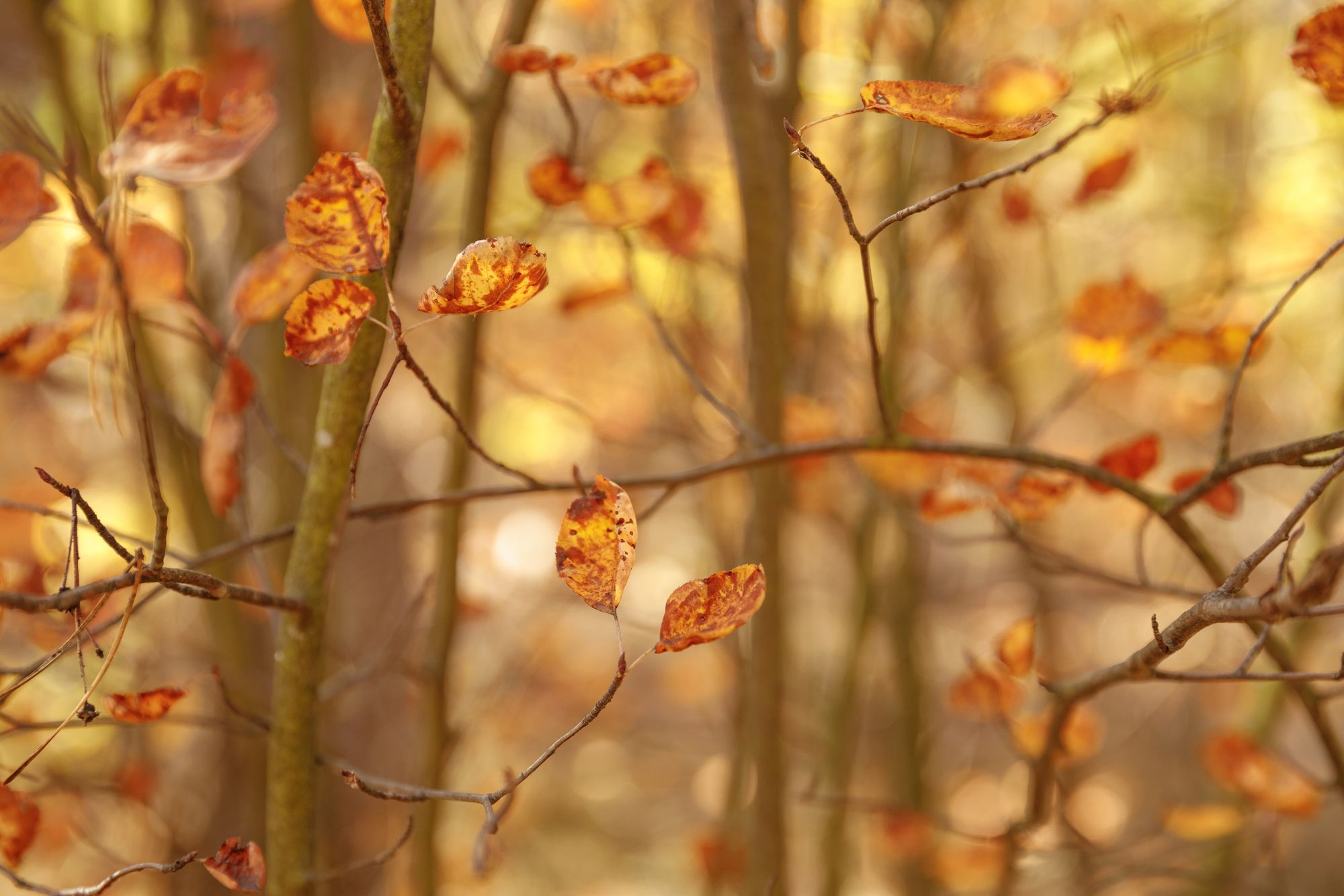 Clearing leaves: what condominium owners’ associations need to know